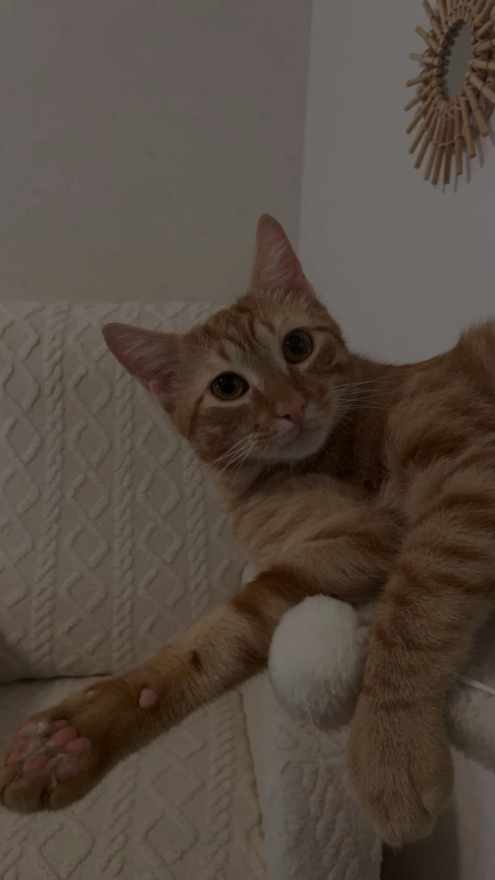 filo  - Allée des Hortensias, Montluel