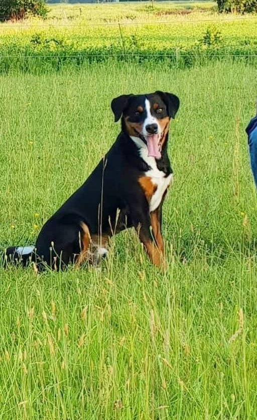 Asta - De Rijlst, Sint Nicolaasga