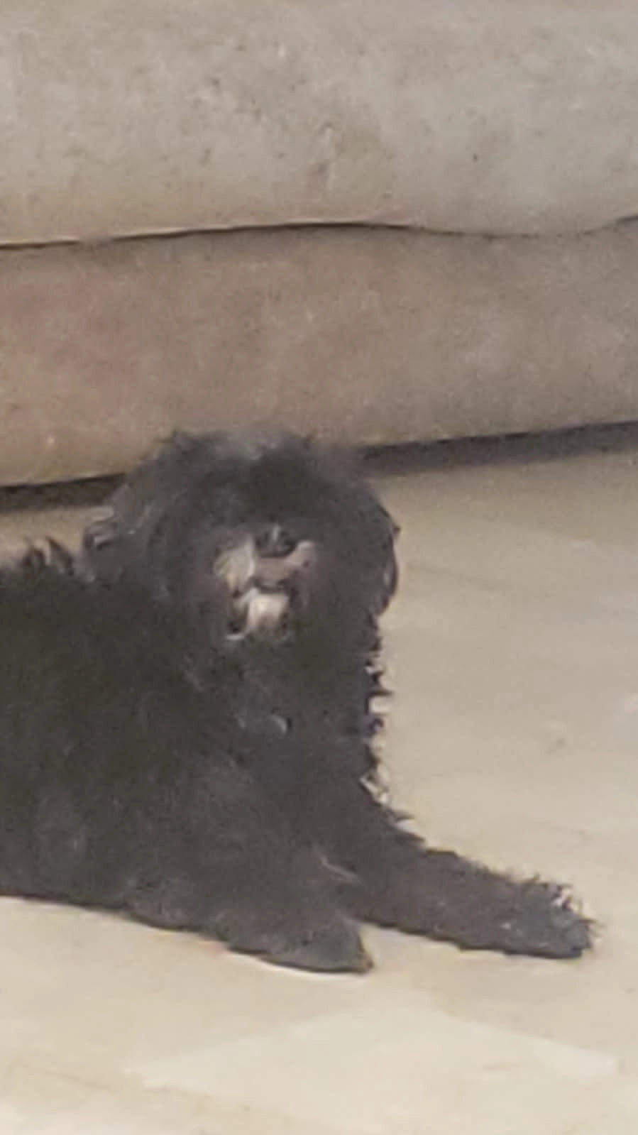 Rocky  - Route Moulay Thami,  Jardin el oualfa