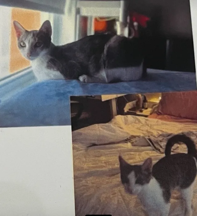 Missy - Hudson Ave & Hamilton St, Troy