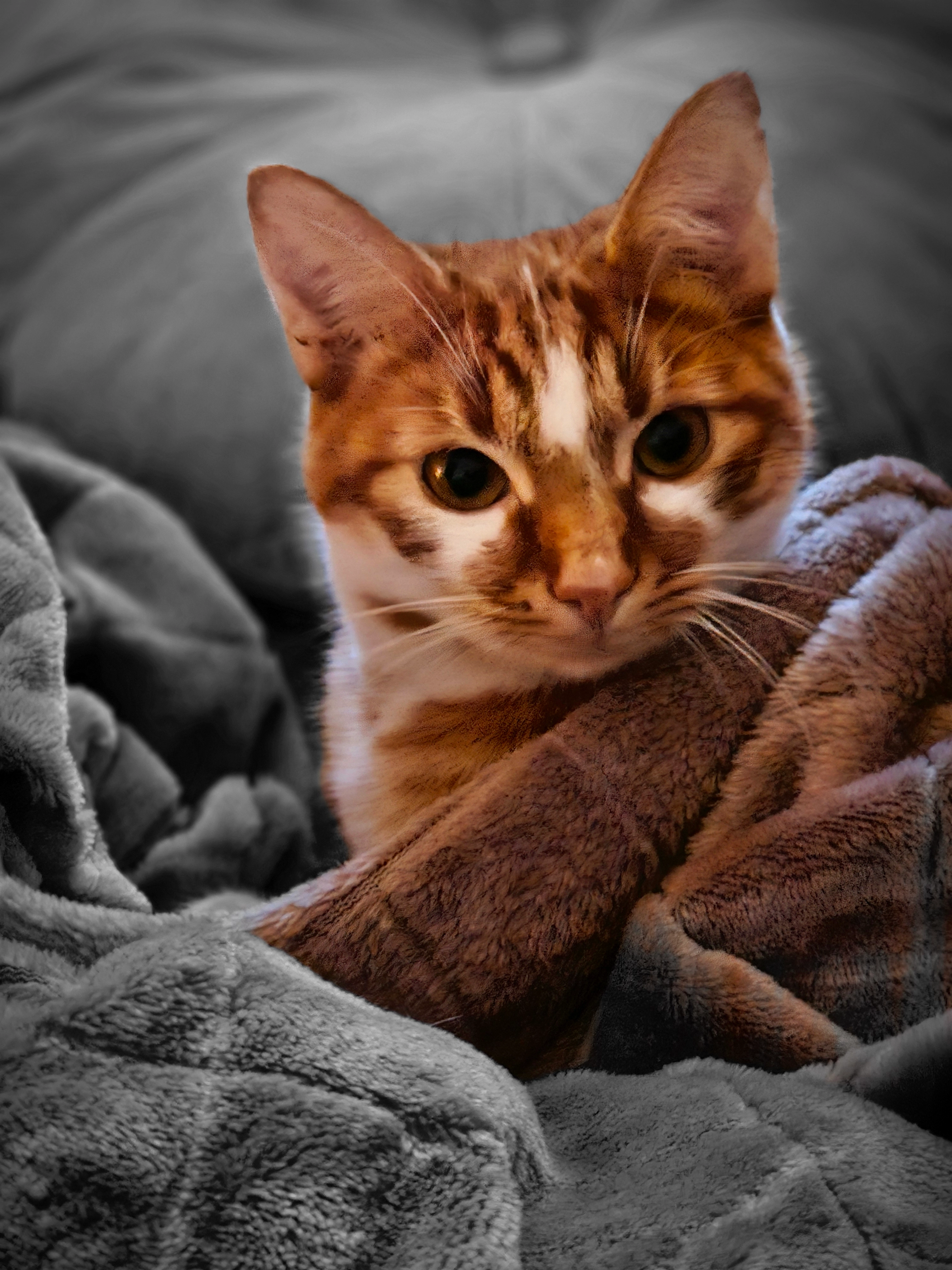 Coentje - Smirnofflaan, Hoogerheide