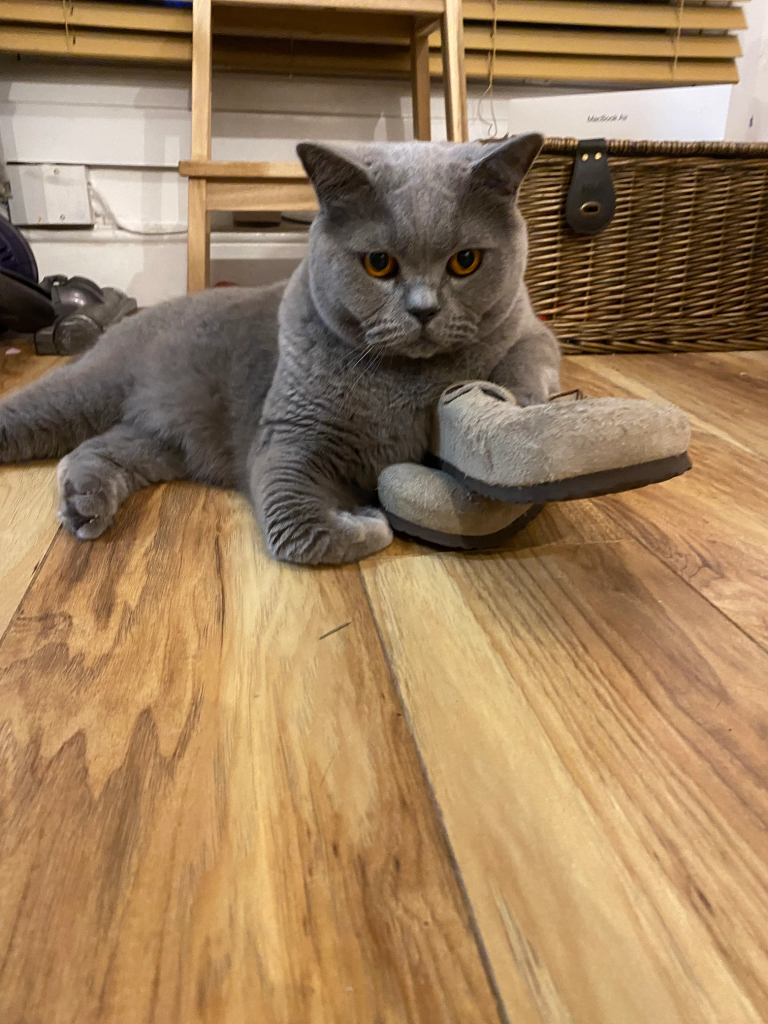 Baloo - Bramble Rise, Brighton