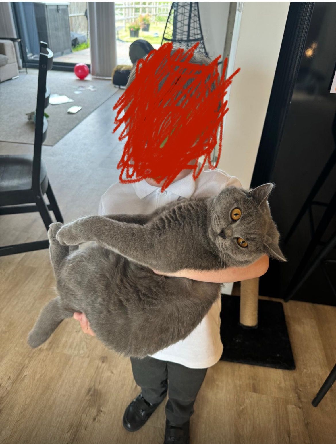 Meowth - Knell Lane, Canterbury