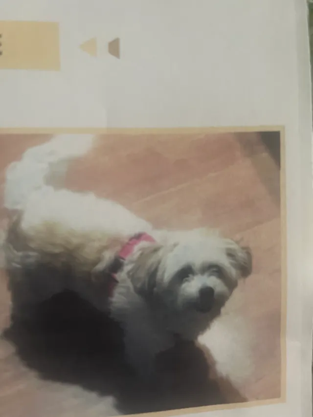 Chloe - Sybil Drive, Mesquite