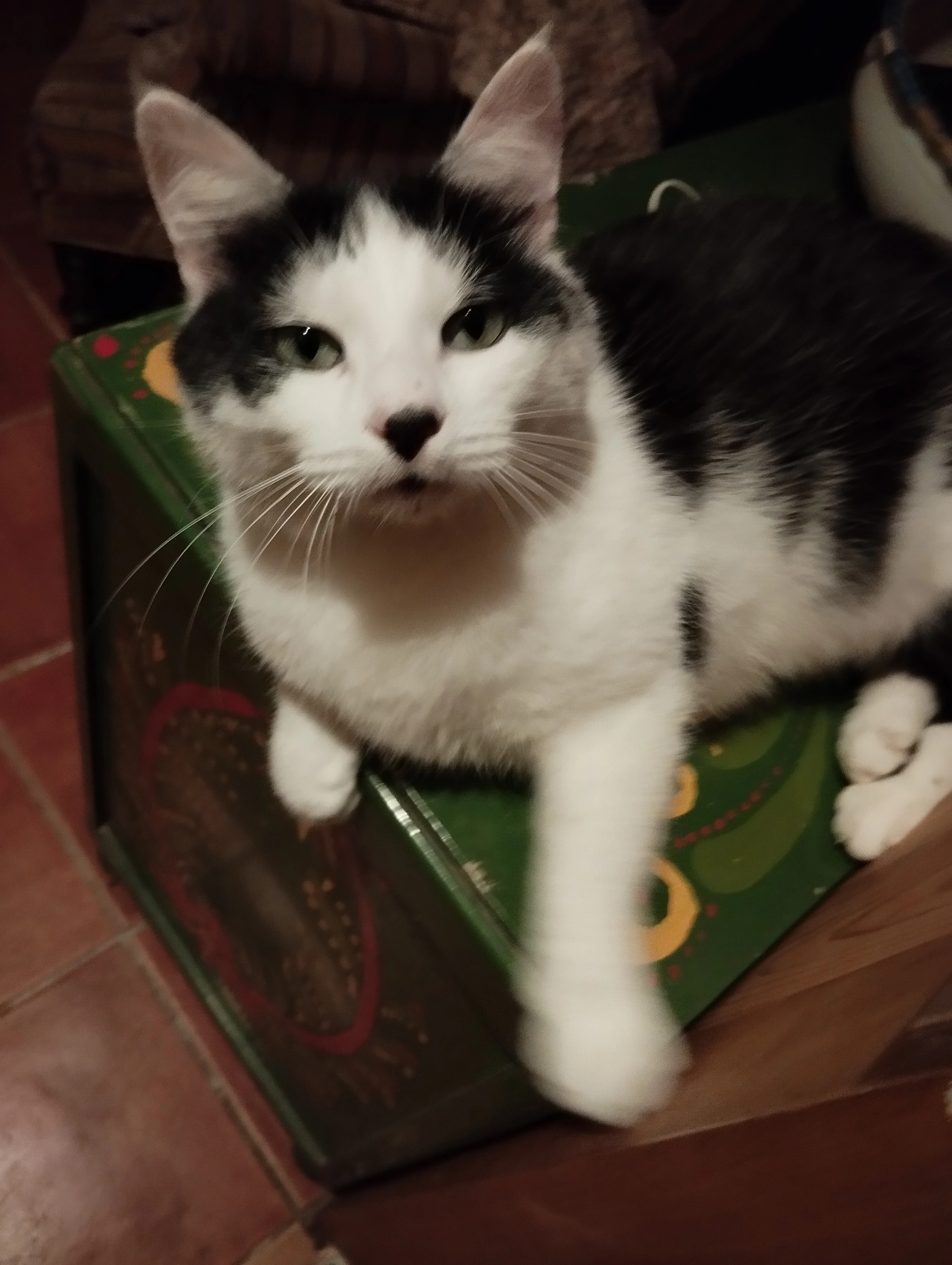 Bribri - 1 Route d'Armor, Tréduder