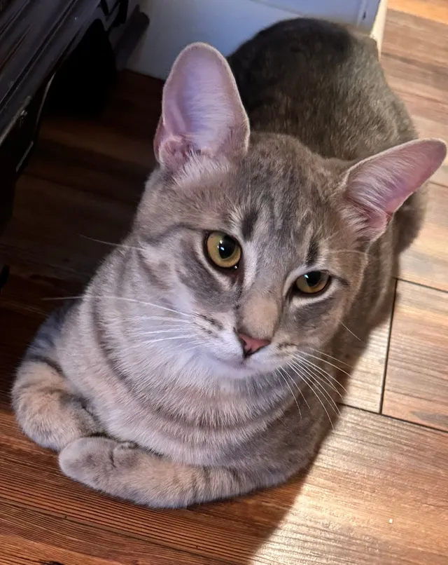 Calvin - Wind Brook Drive, Florence