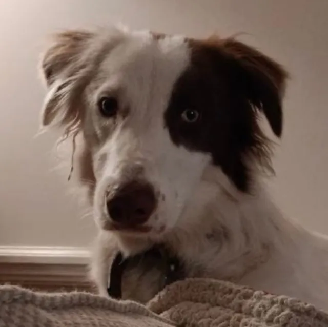 Milo - Crothall Close, London