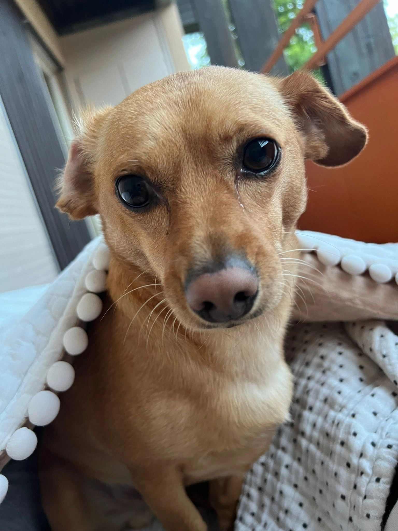 Cheesedog - Wettsteinbrücke, Basel