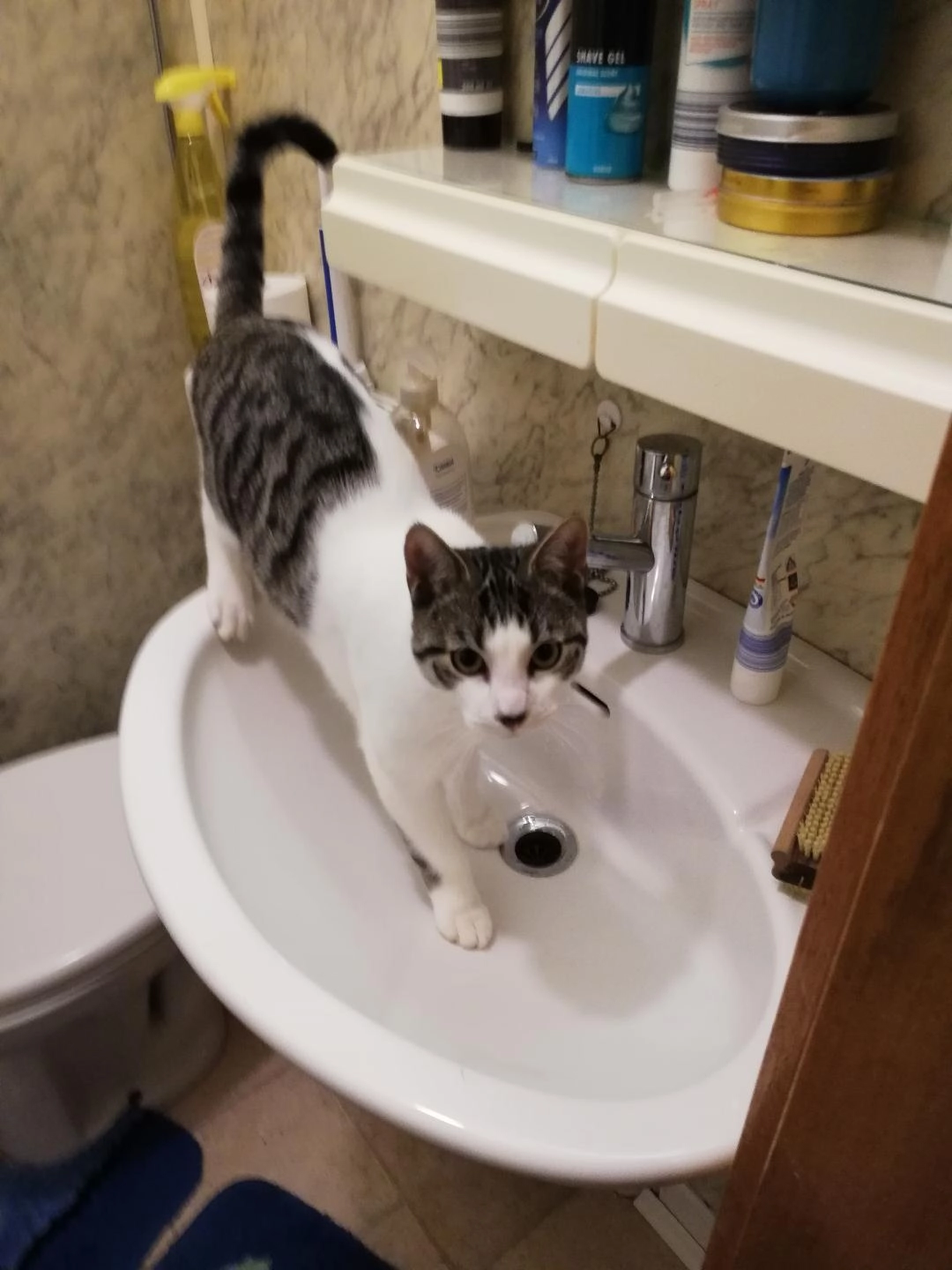 Charly - Kollwitzstraße 13, Mölln