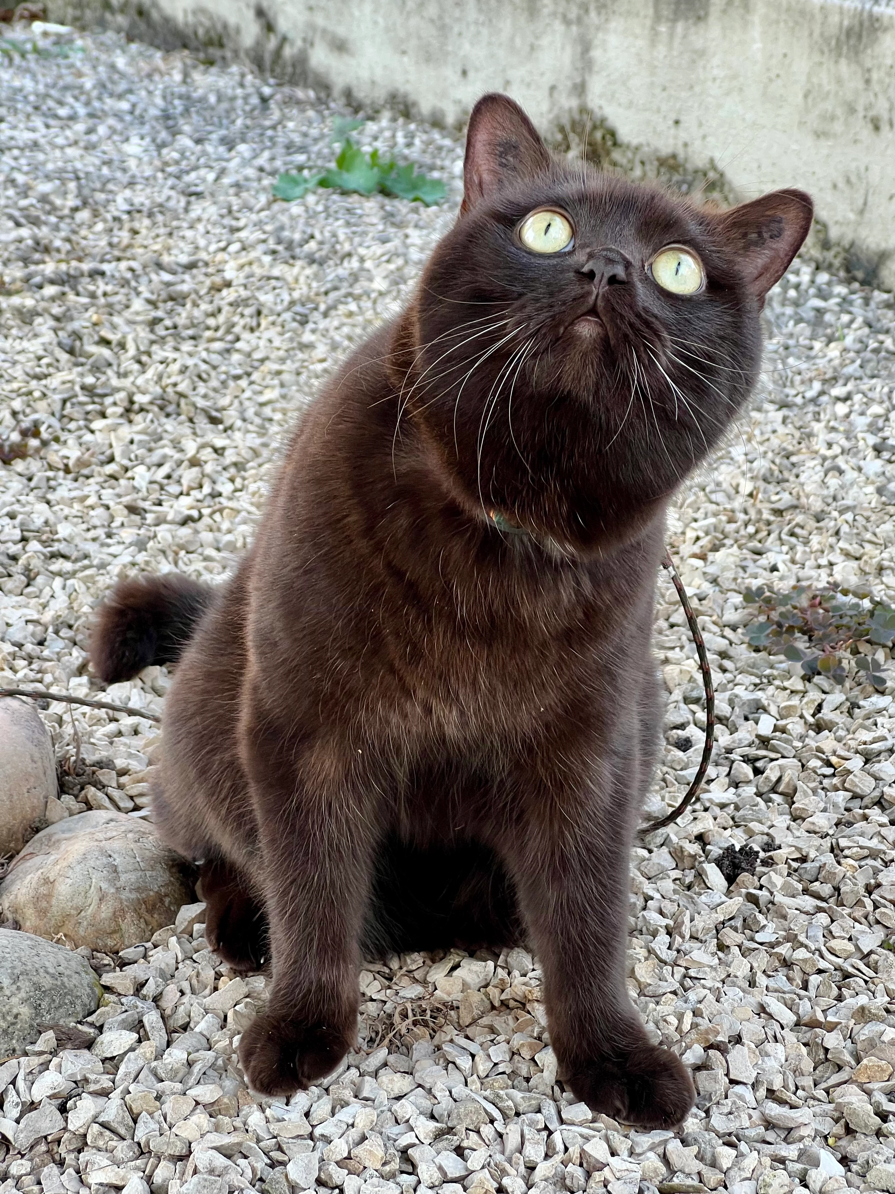 Sheldon - Gartenstraße 22, Esslingen am Neckar