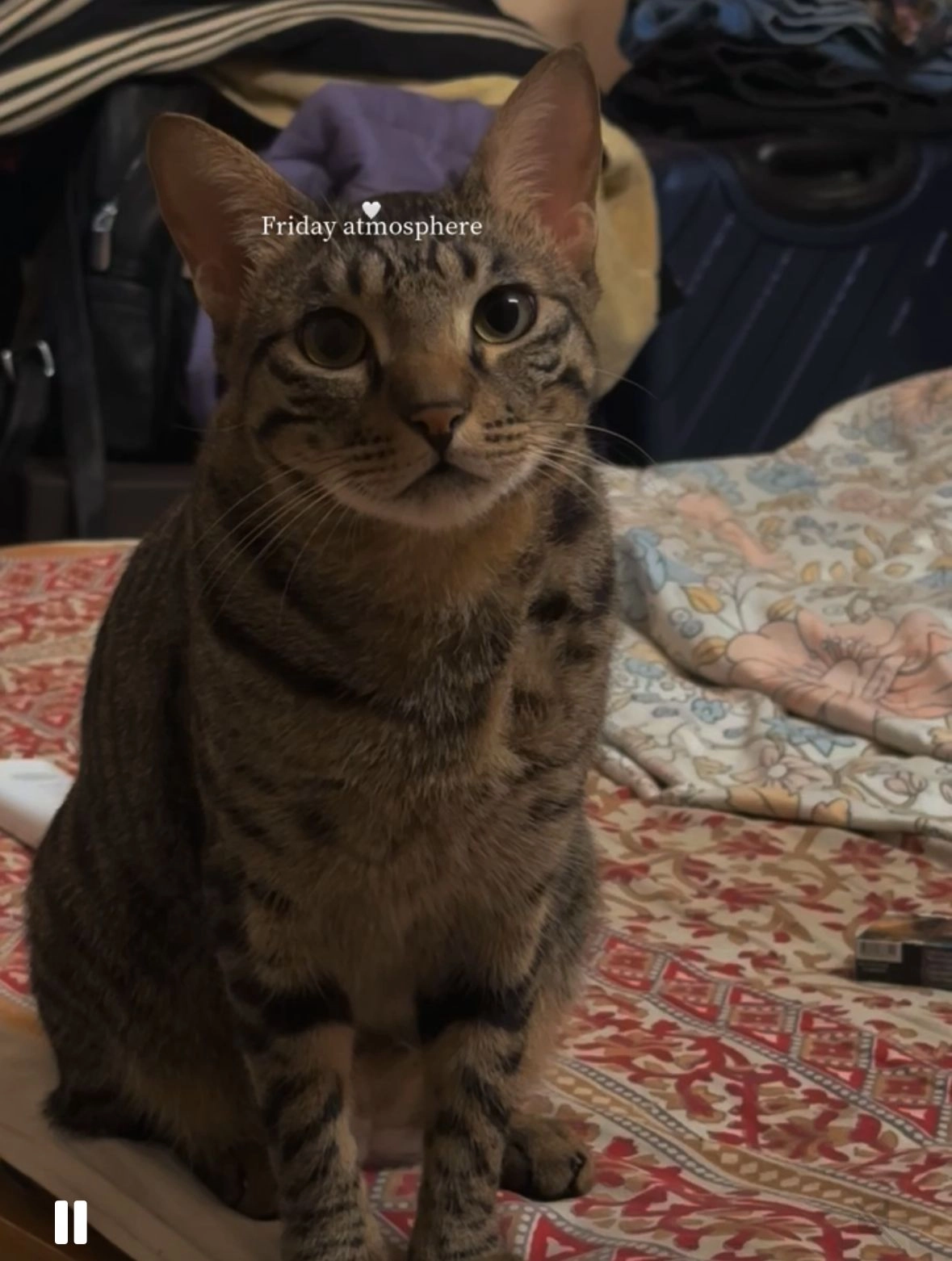 Trixie - Cross Lane 12, New Delhi