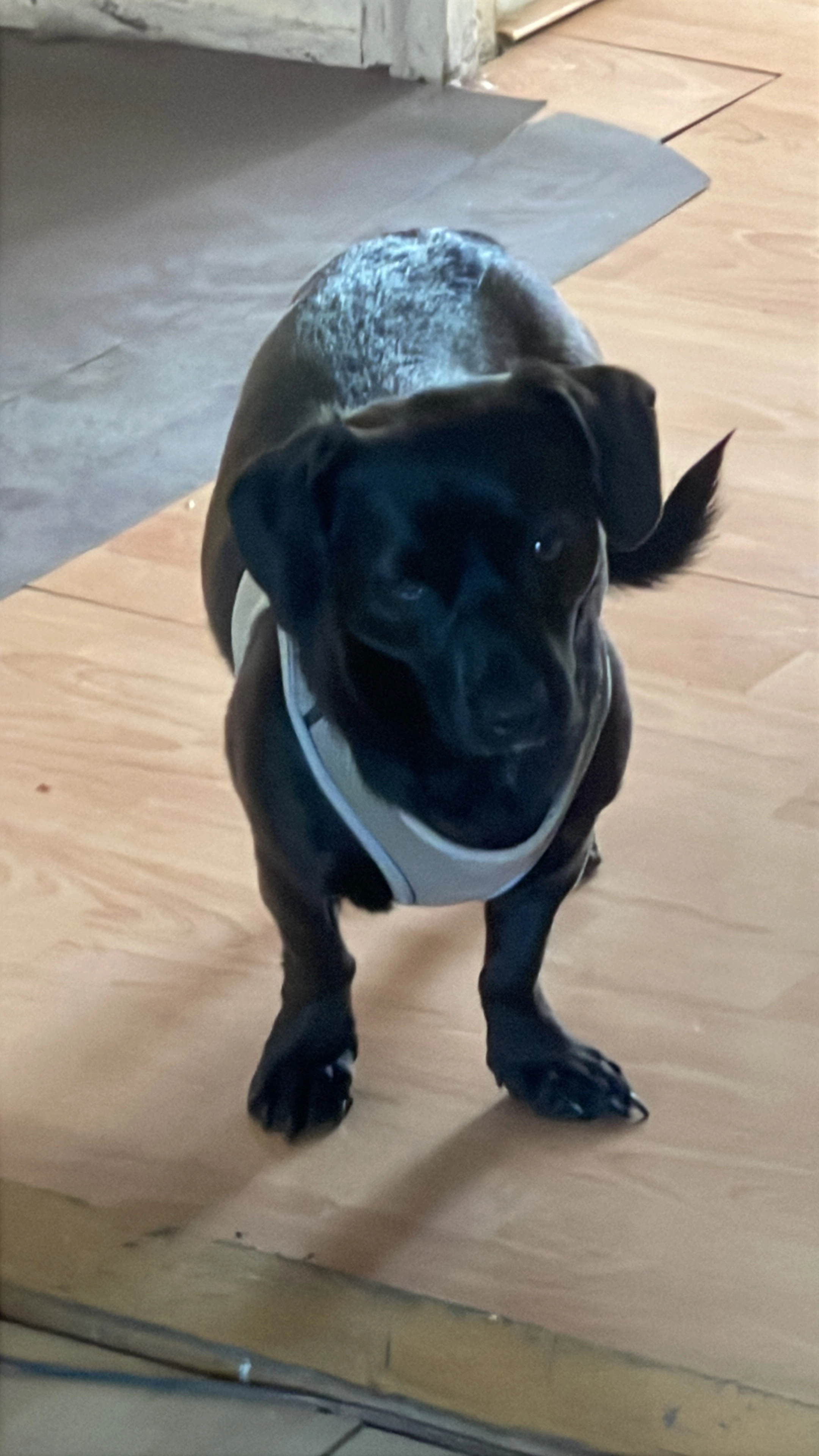 Mysza - Peperstraat, Zaandam