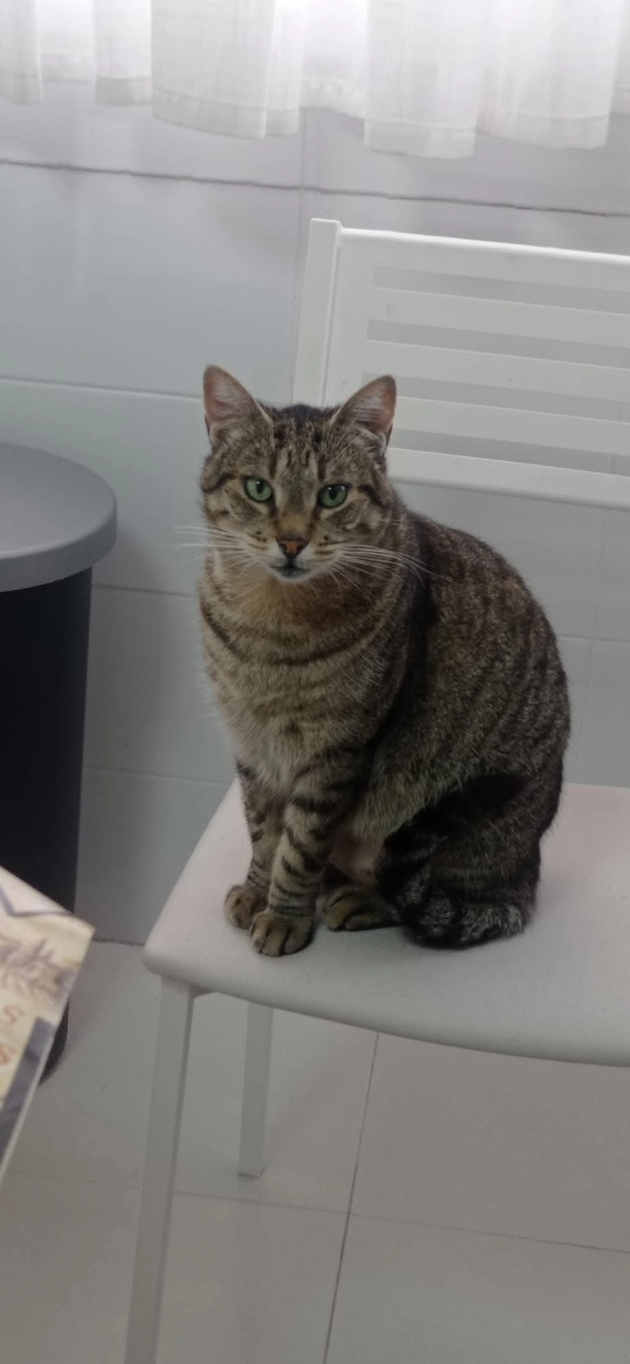 Golfo - Calle de la Solidaridad 51, Fuenlabrada