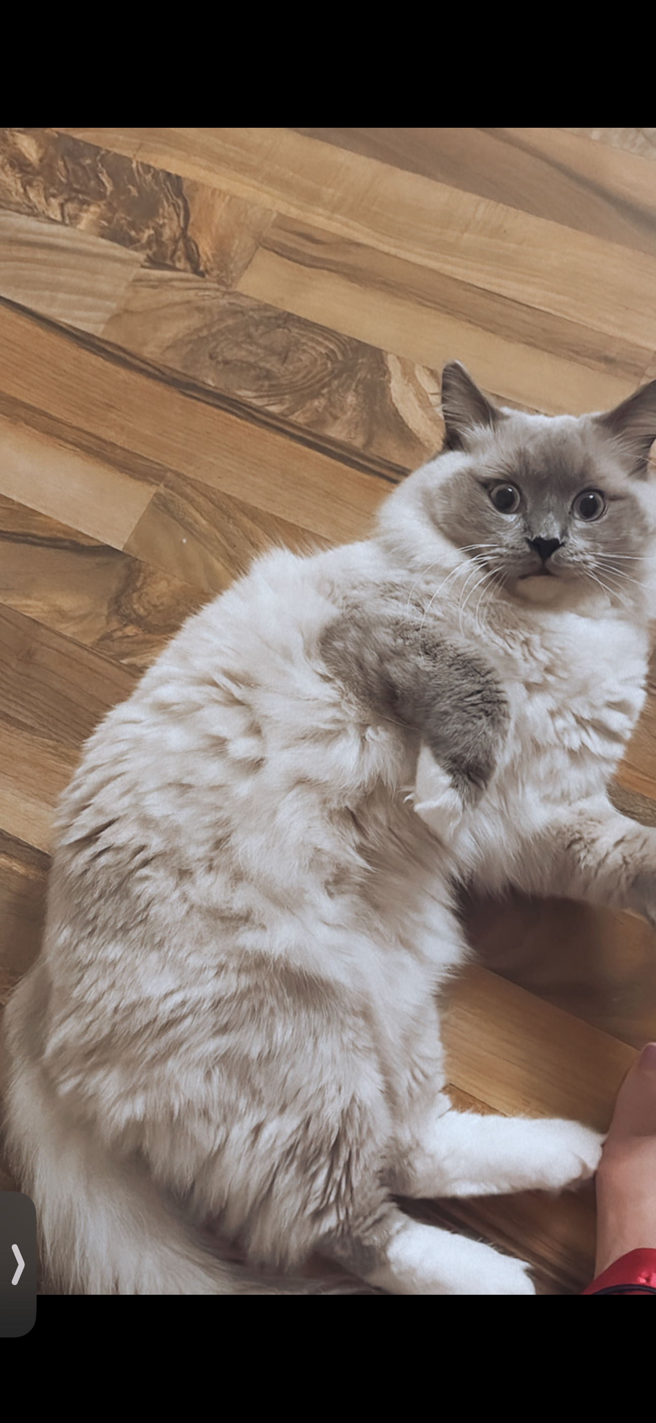 Bubu - Beatrix-Kempf-Gasse, Sankt Pölten