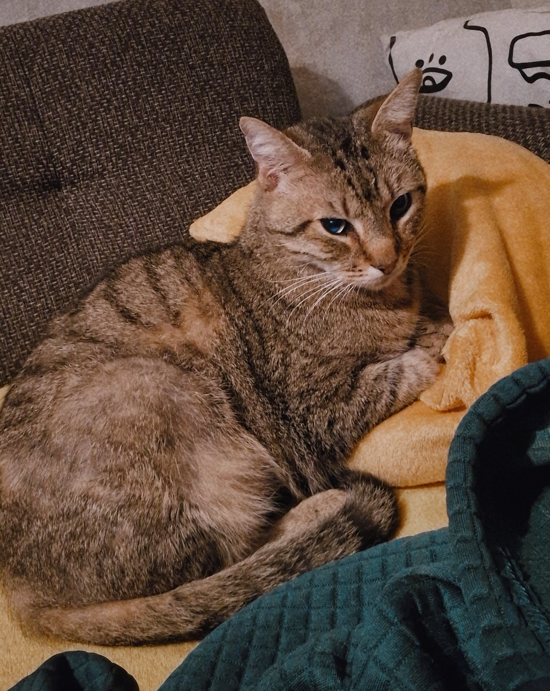 Jasper - Birkenstraße, Bunde