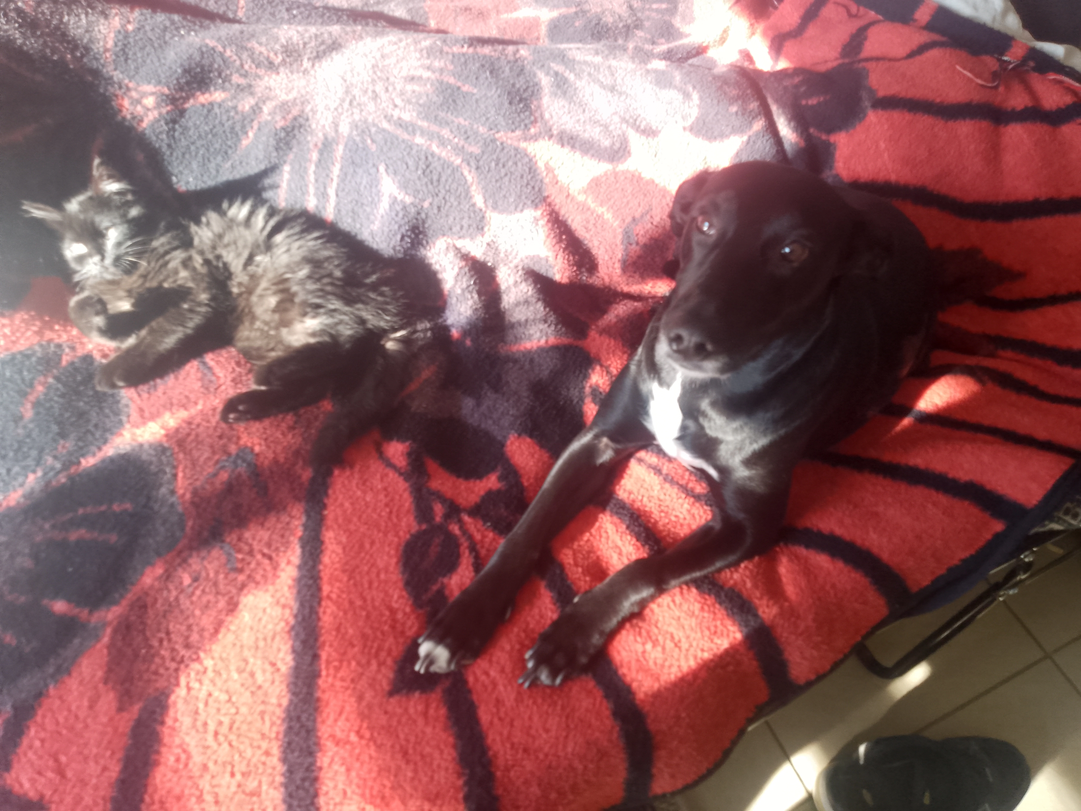 Tico  - Rue du Château, Genay