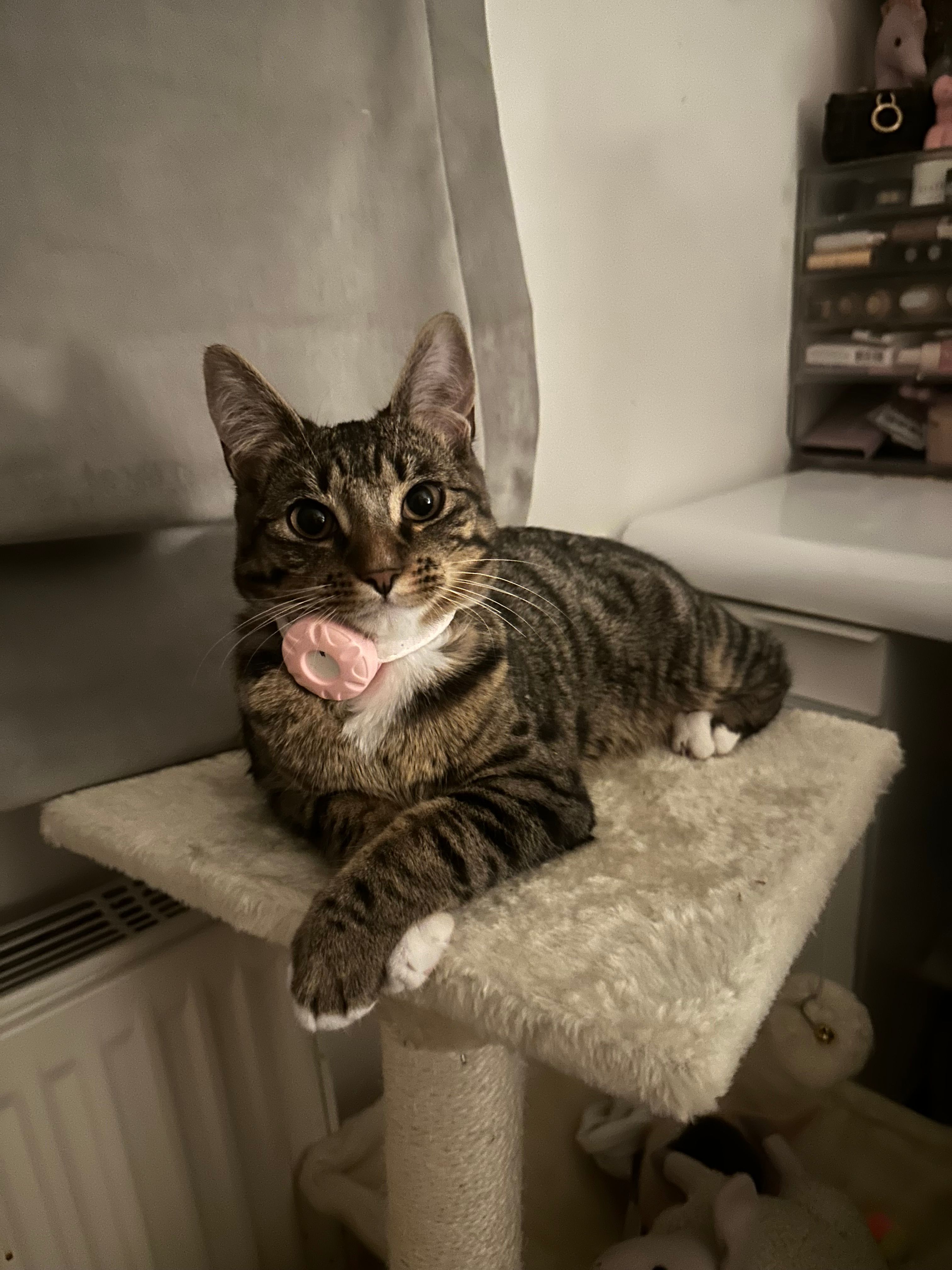 Cindy - Herbert Road, Bray