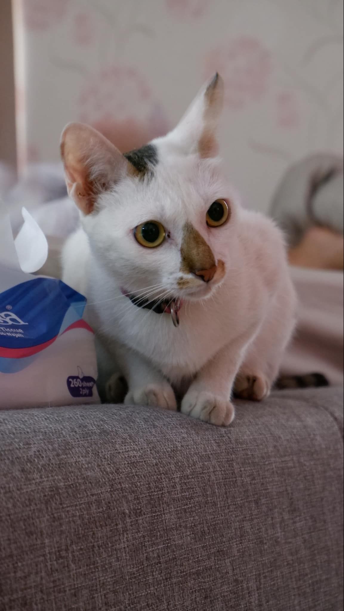 Coco - 121203, Phnom Penh