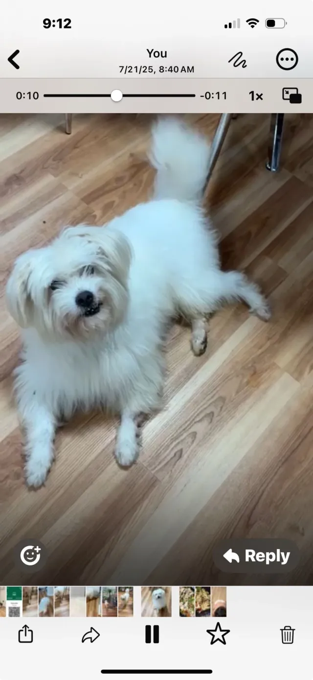 Casper - 1862 Heather Glen Ct, Woodbridge