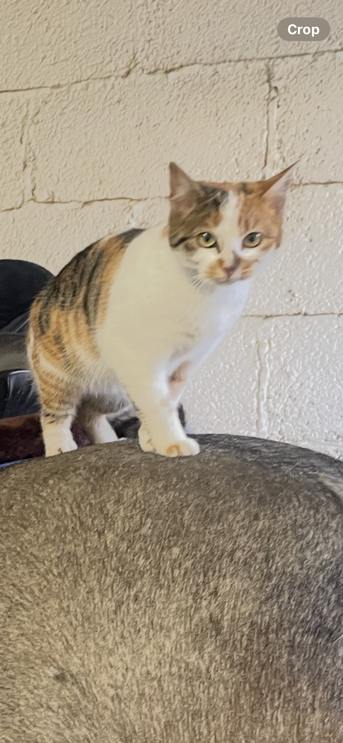 Kitty - Fairyland Road, Neath