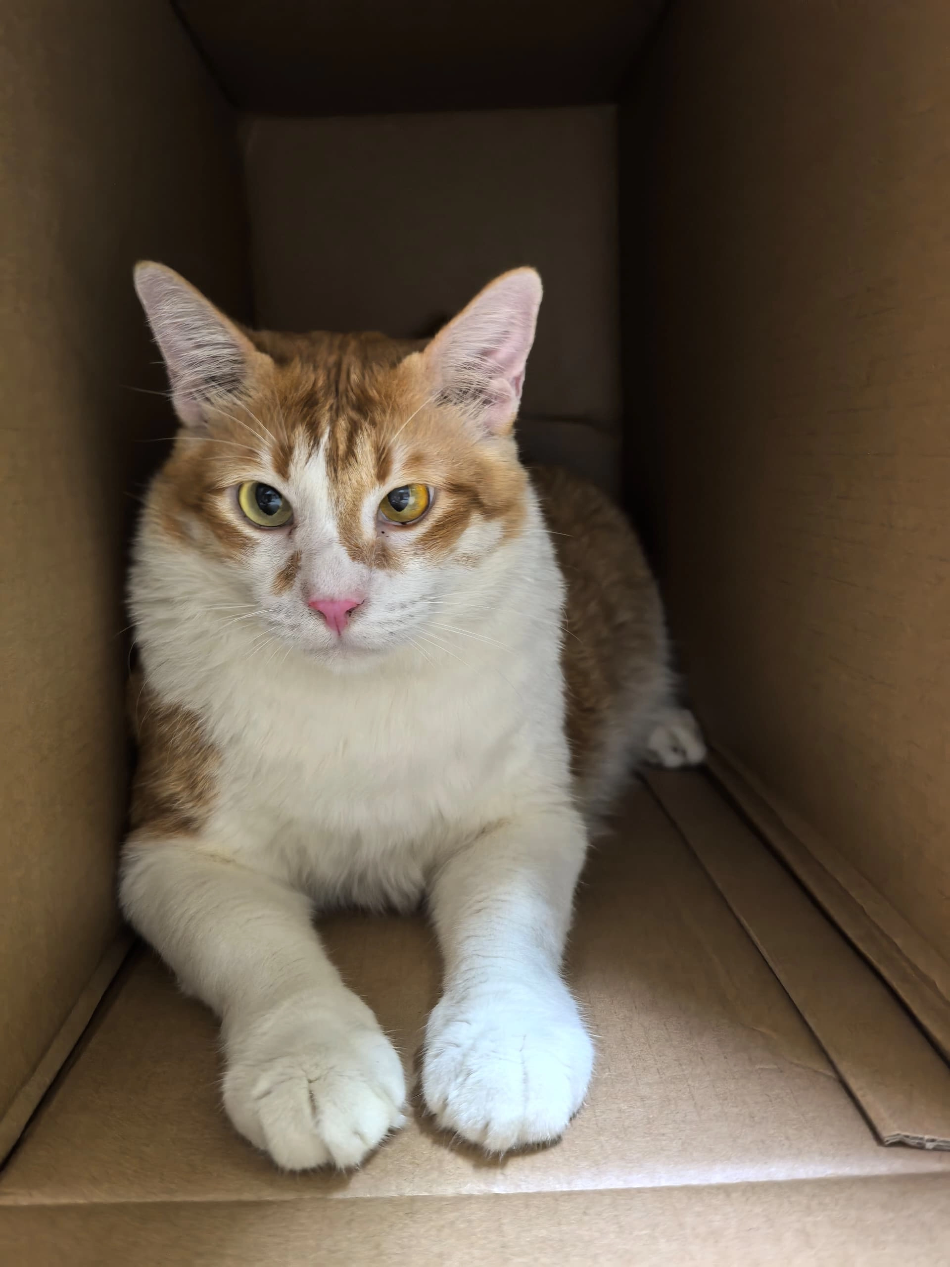 fei zai 肥仔 - 43300, Seri Kembangan