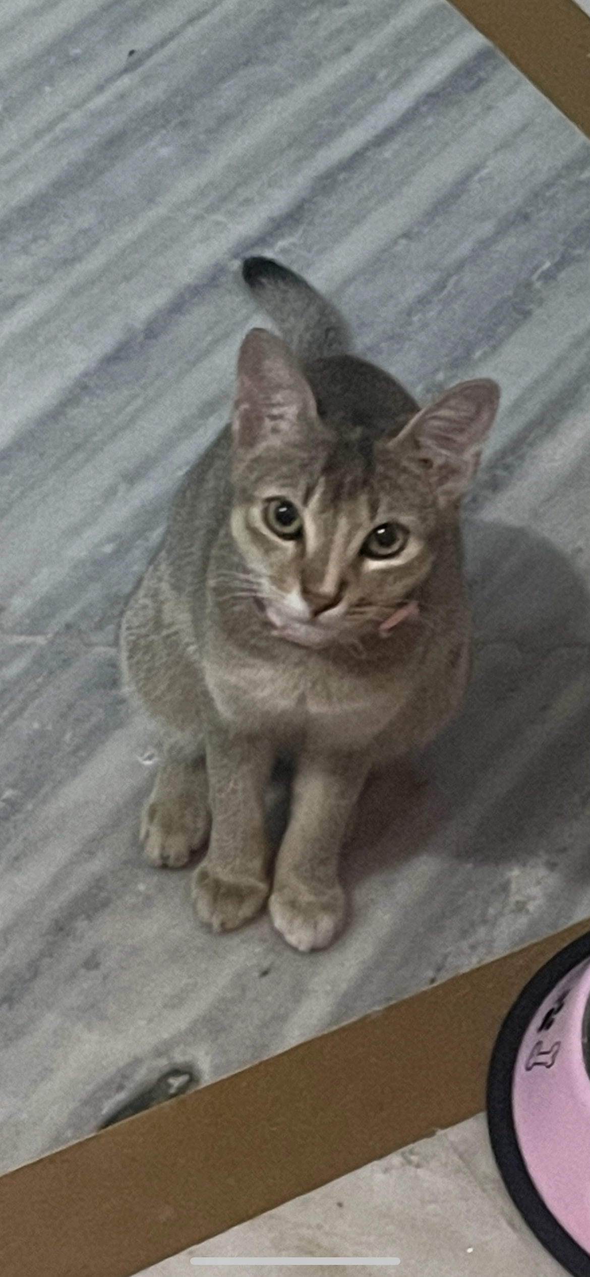 Jam  - Gouripur road , Kolkata north 24 Paraganas 