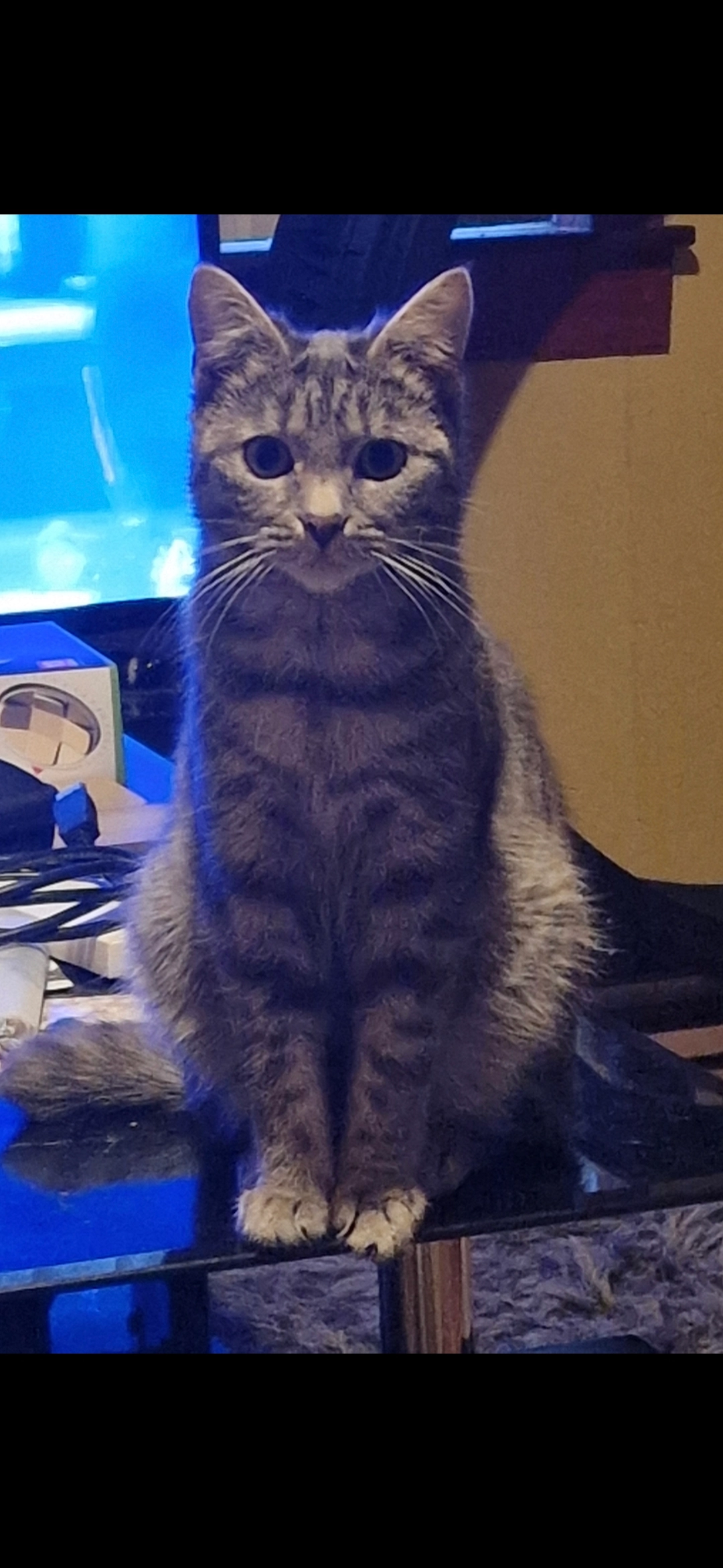 Gaia - Balmoral Terrace, Dundee