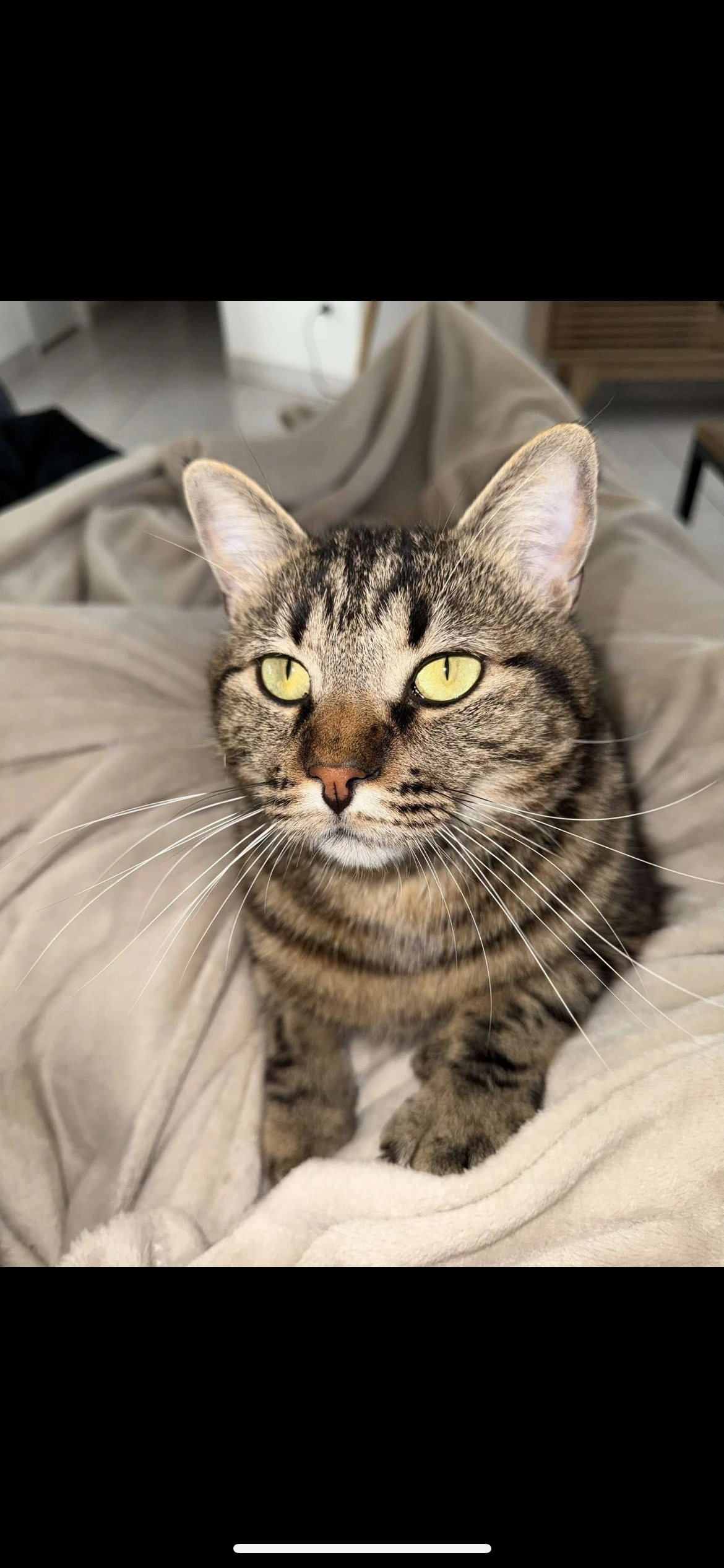 Urus - Chemin De La Mairie, Léojac