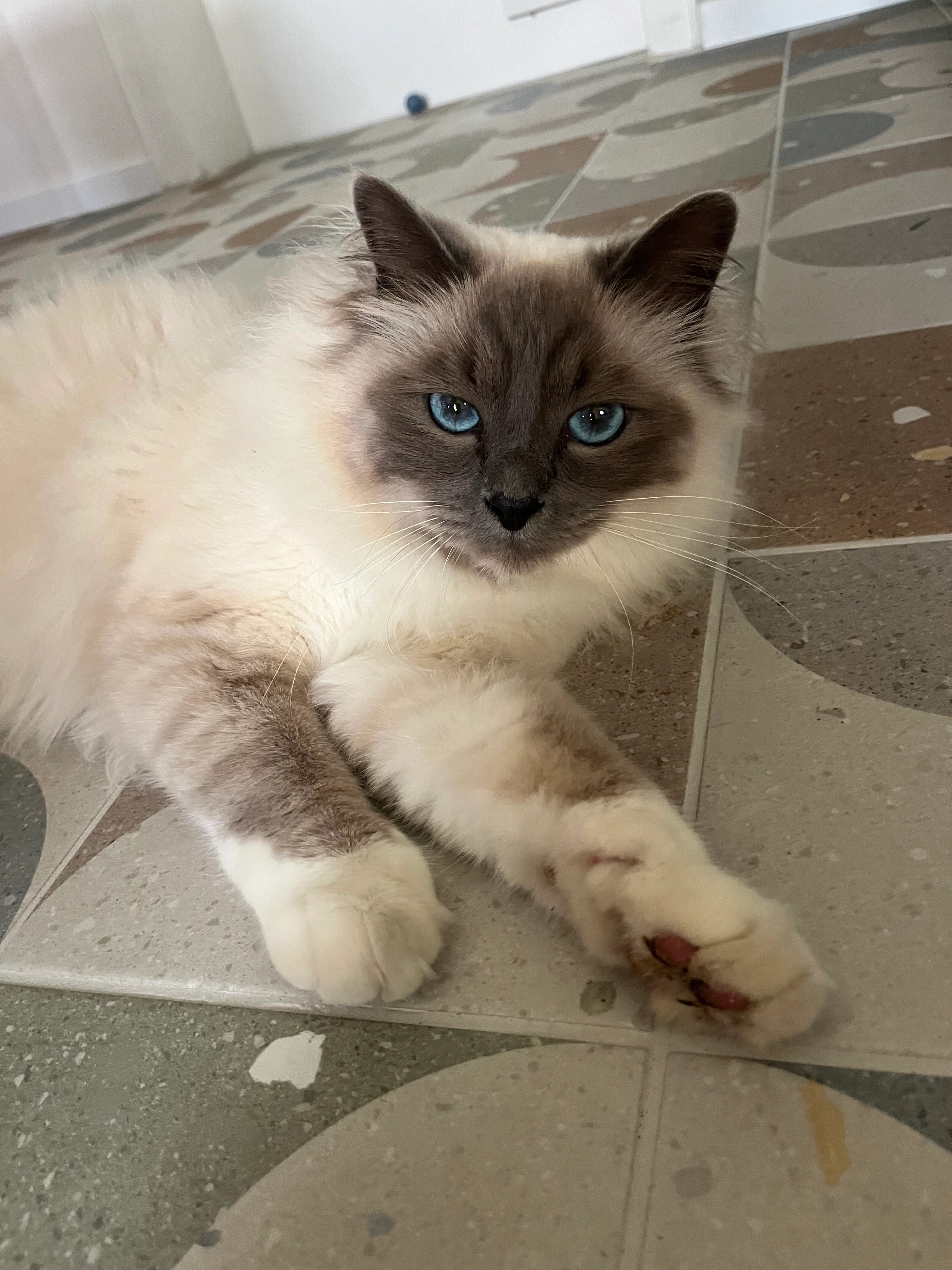 Woody  - 6 Rue des Vignes, Lutterbach