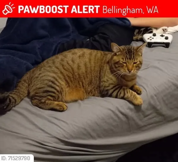 Peanut - Moore Street, Bellingham