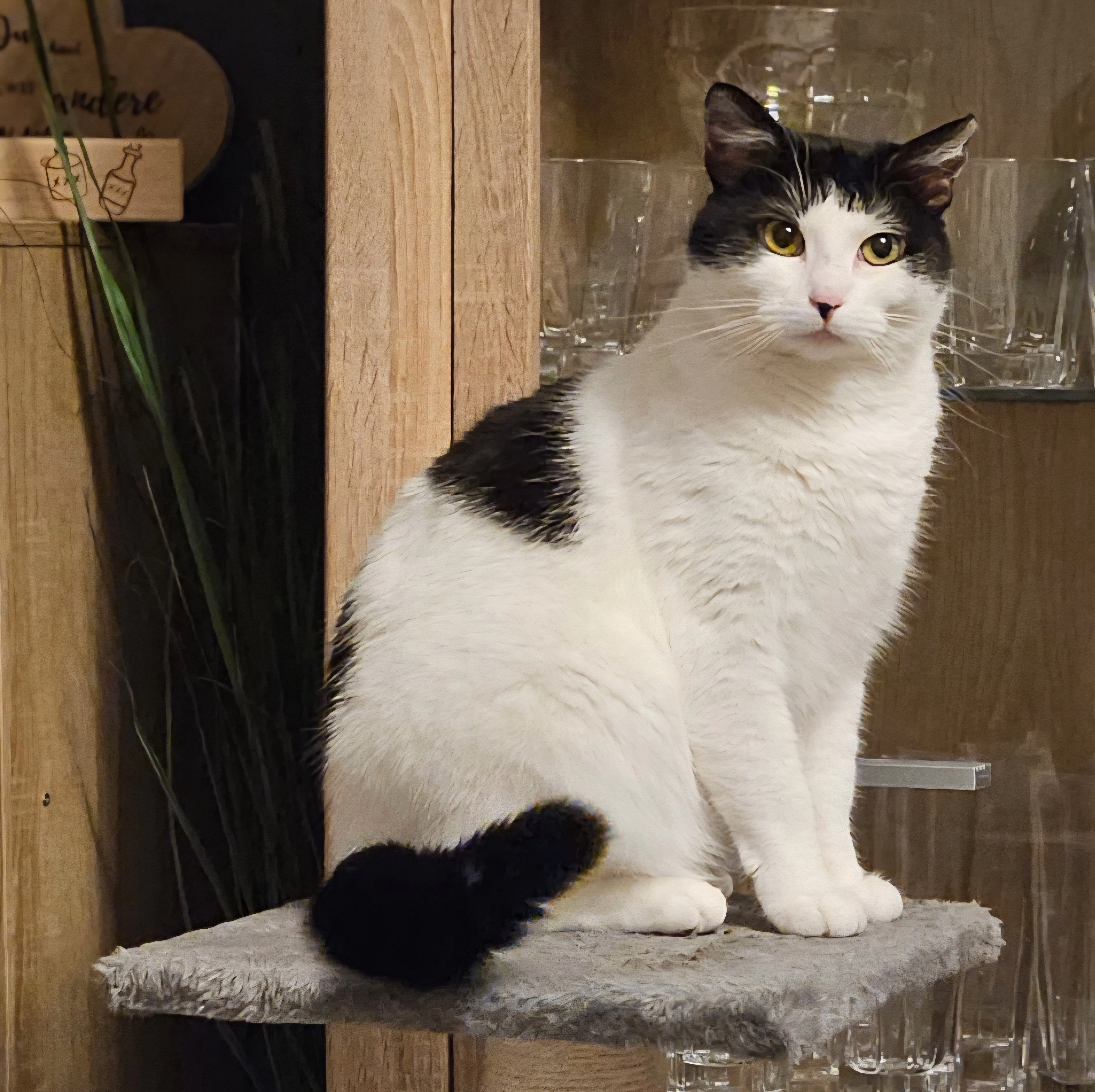 Cooki wird urmelmurmel gerufen - Birkenallee 132, Wildau