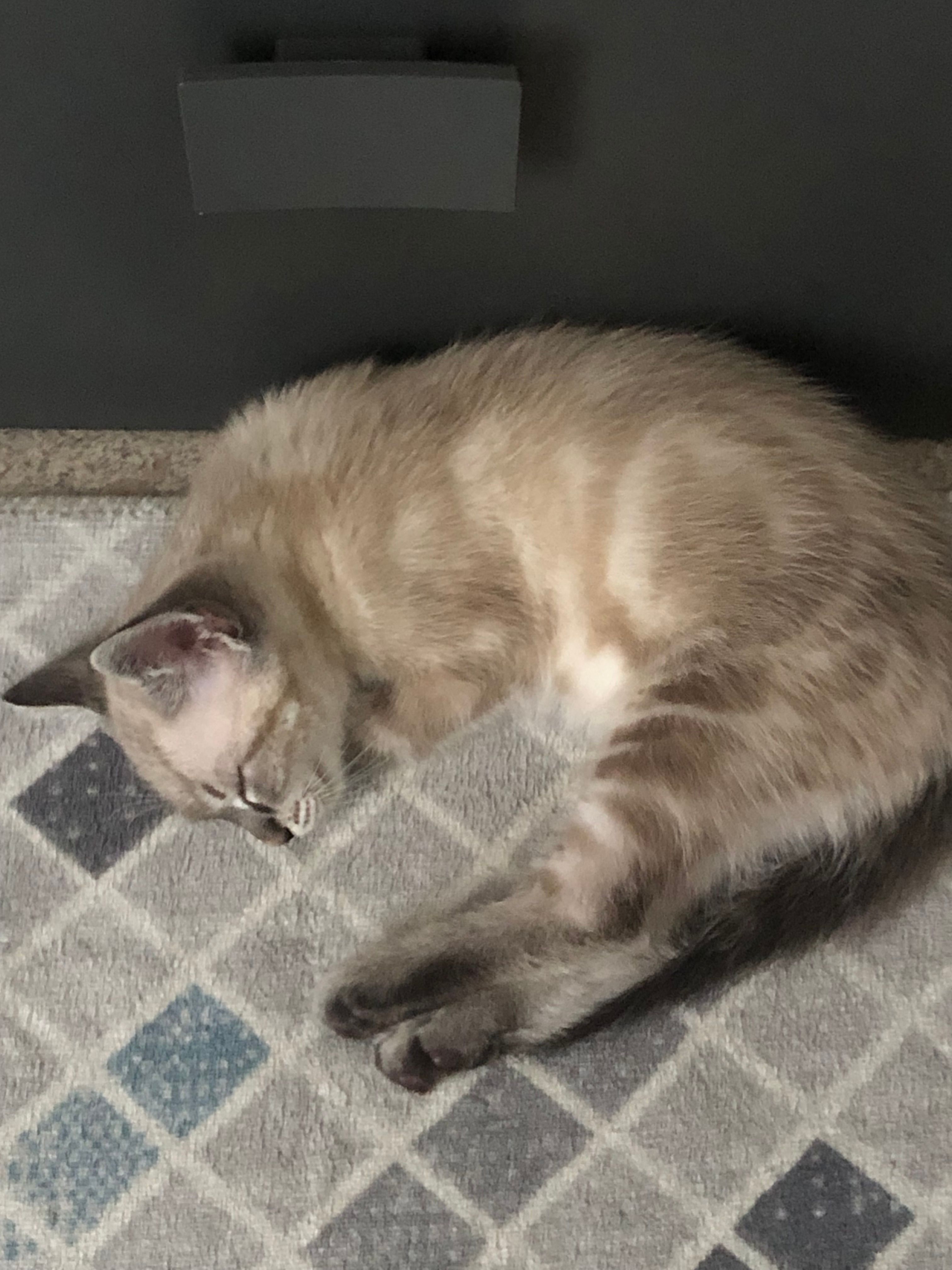 Oggy - Ronde Des Cèdres Rouges, Passy