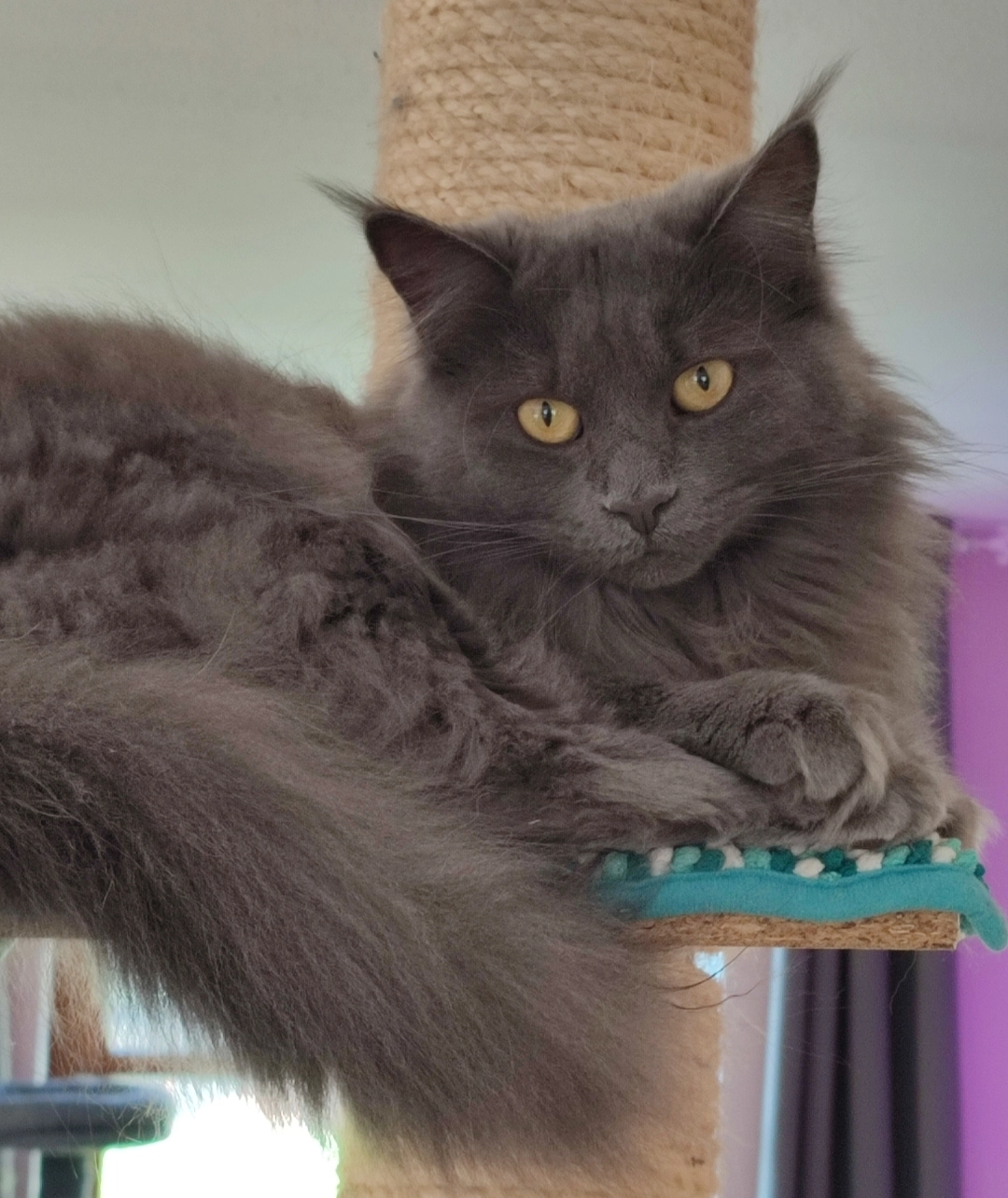 Lissy - Hirschenhausener Straße, 85305 Jetzendorf /Volkersdorf 