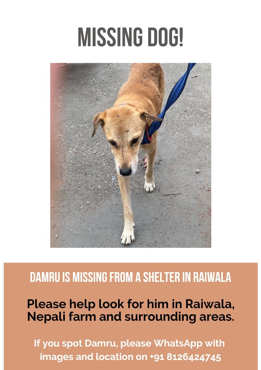 Damru - Raiwala, Rishikesh