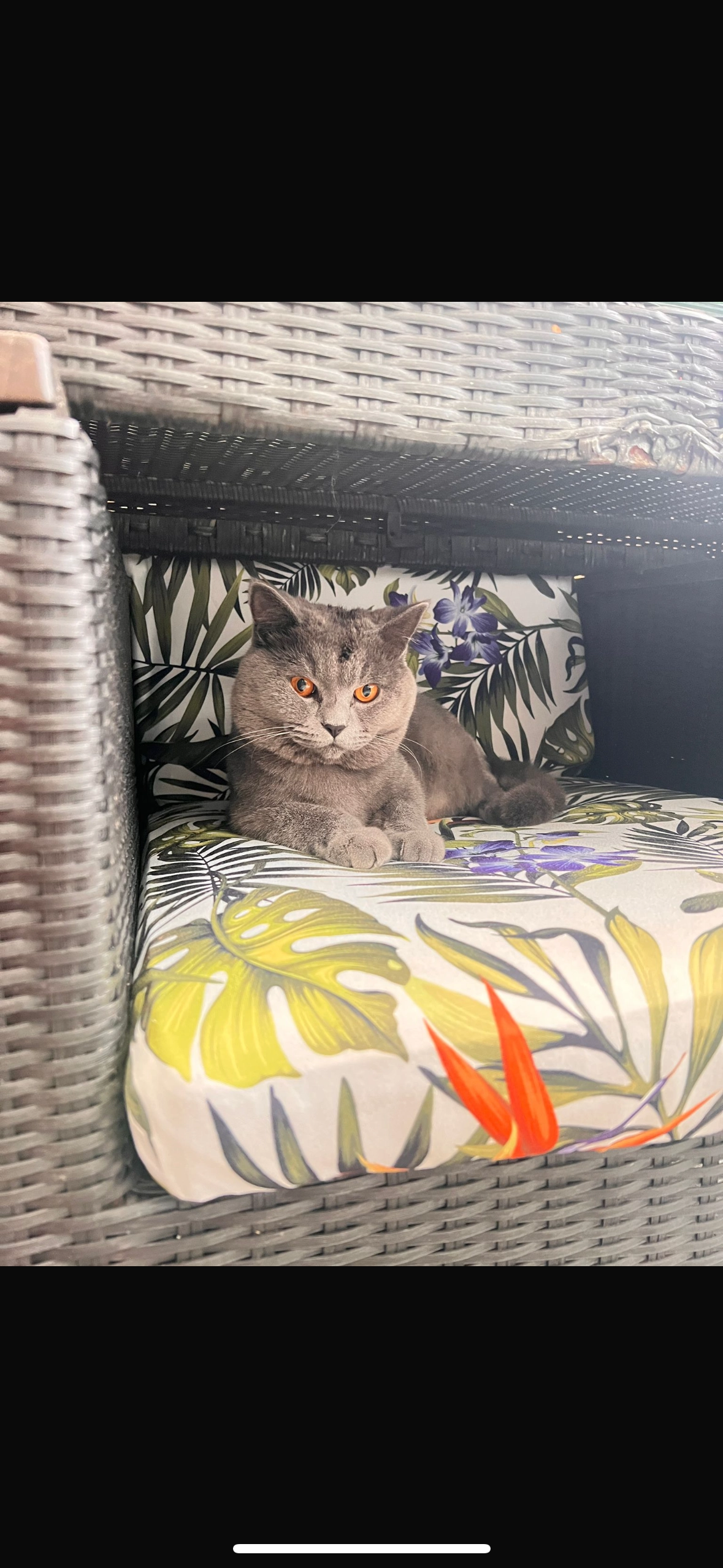 Bacha - Zicht, Eersel