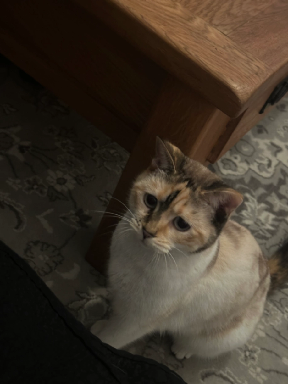 Mouse - Garden Road, Nottingham