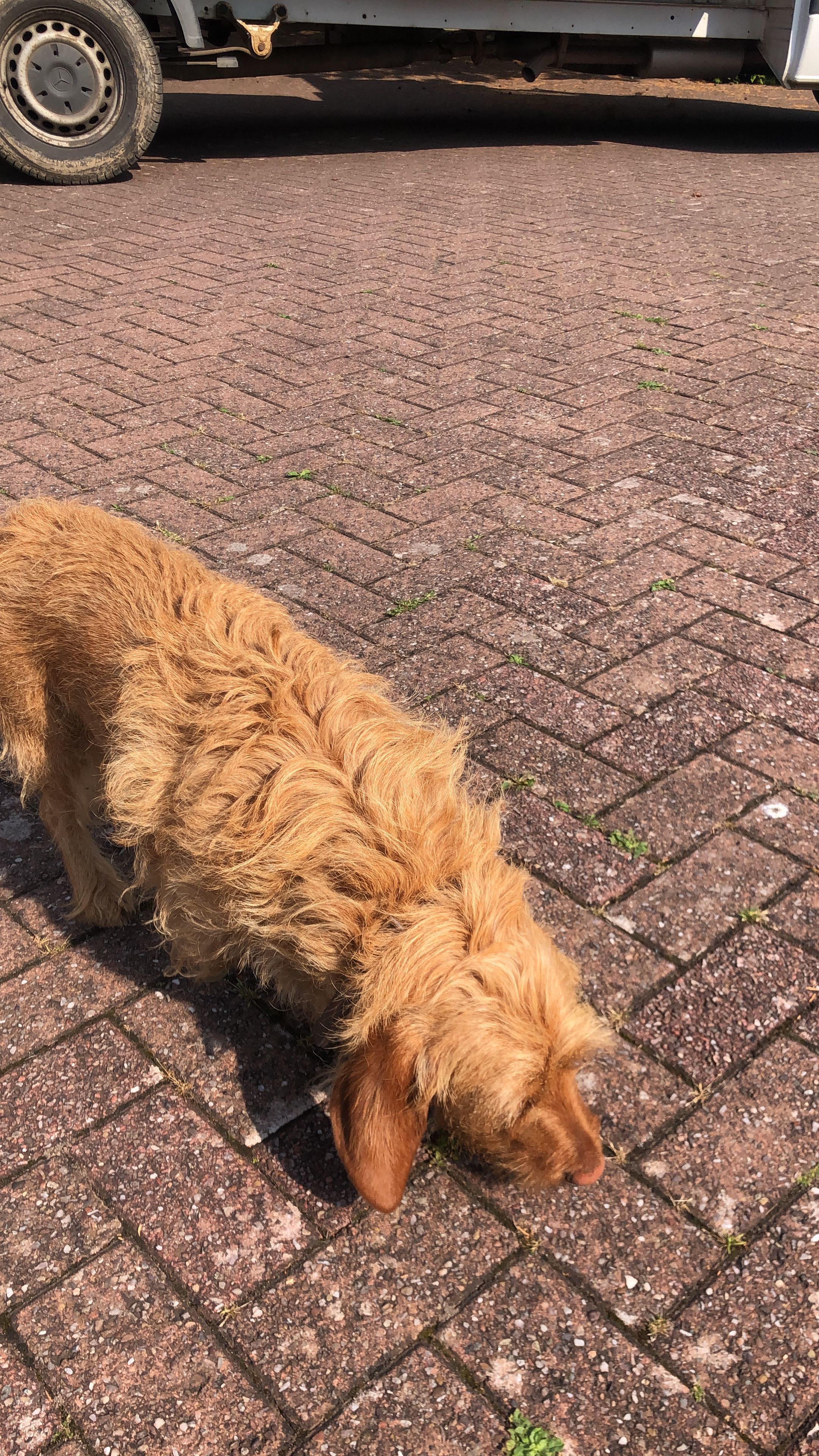 Nala - King Henry Close, Cheltenham