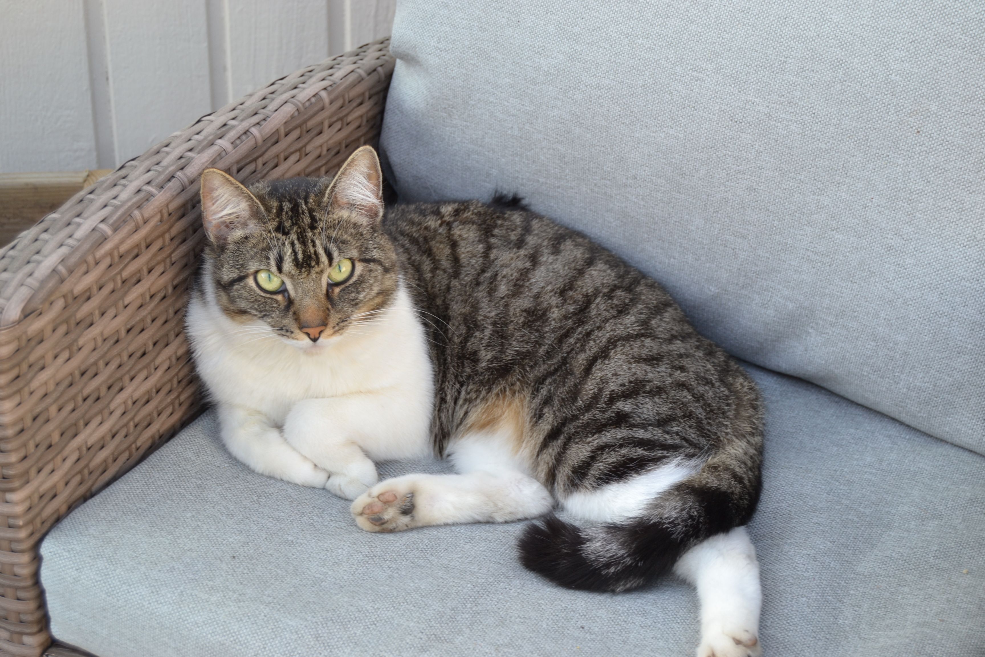 Misu - Pääskynlento, Turku