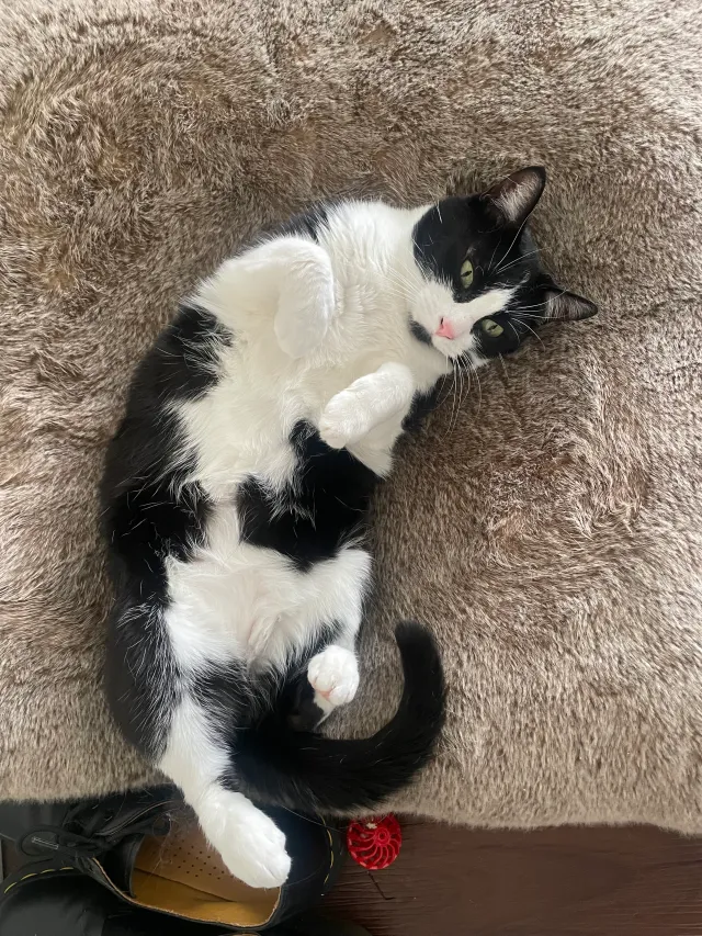 Pepper - Orchid Dr, Lewisville