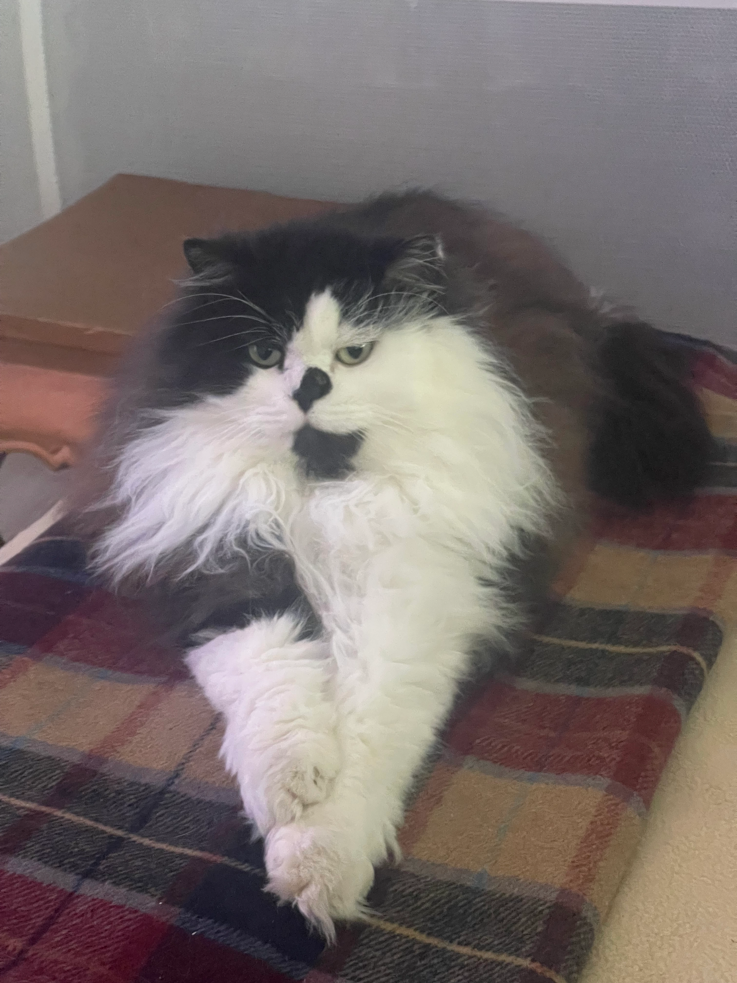 Charly - 711 Avenue des Matignon, Granville