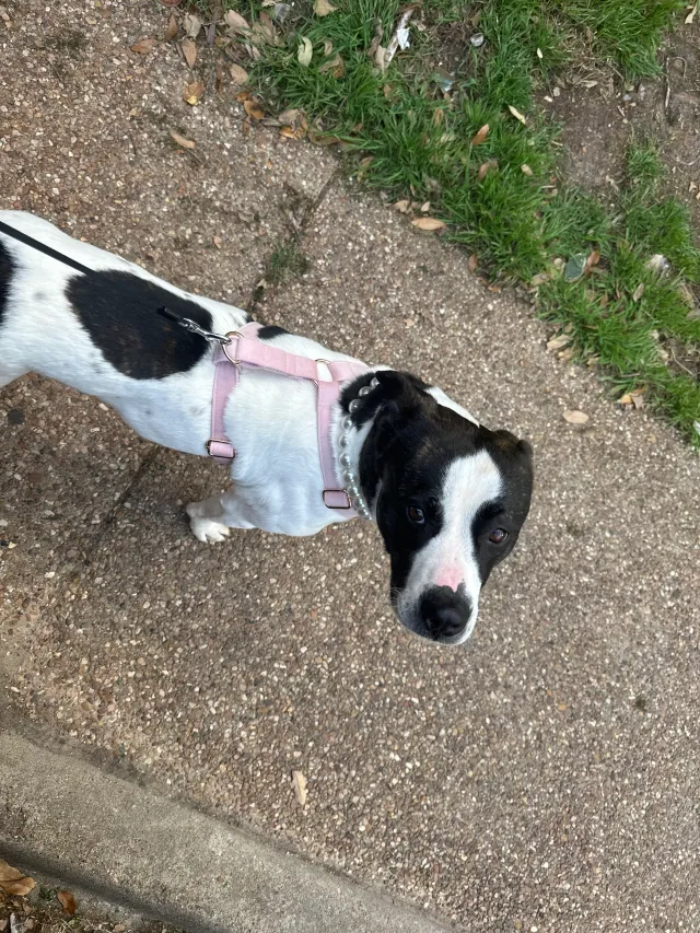 Penny  - 627 Louder Way, Rockwall