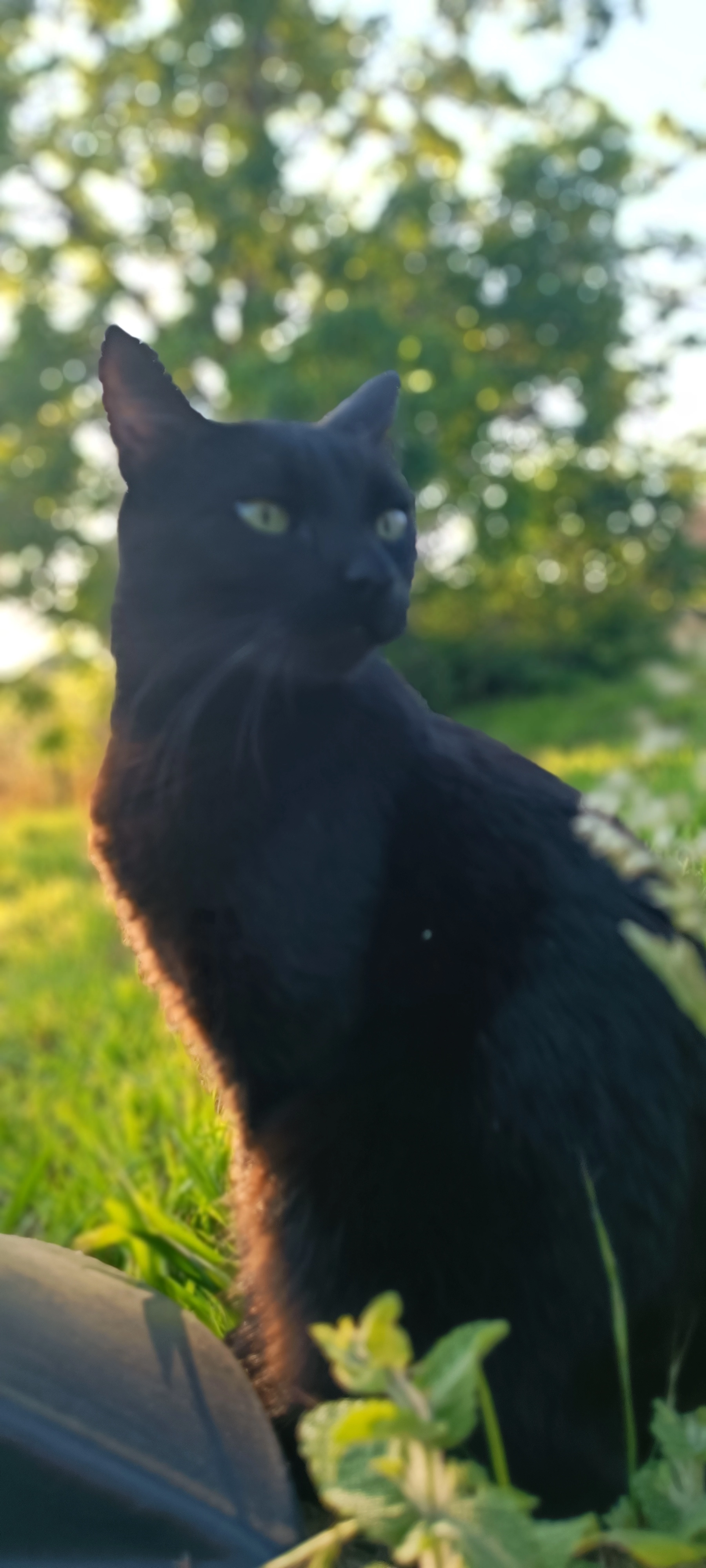 Shossette  - Route Du Sans, Argagnon