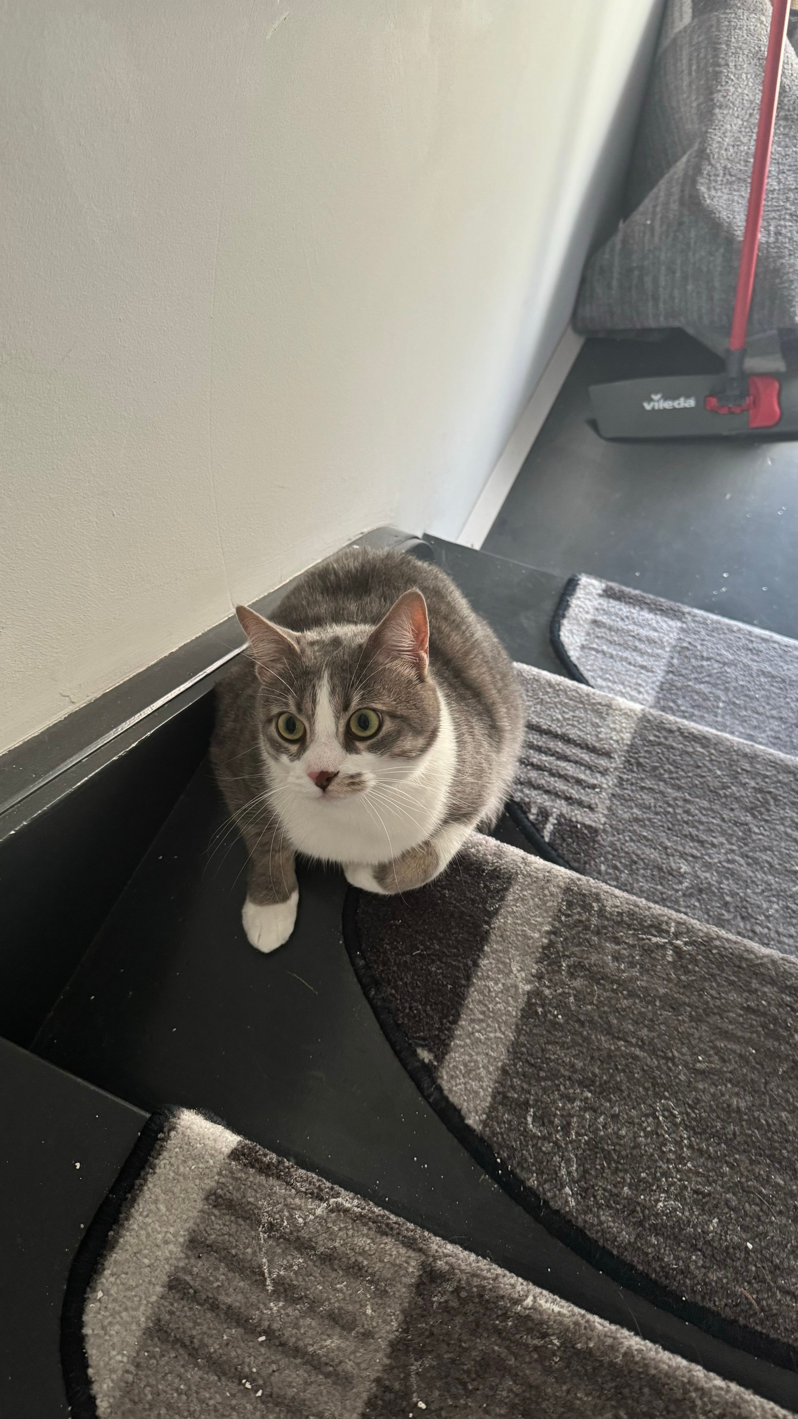 Merlin - Albert-Schweitzer-Straße, Knittelfeld