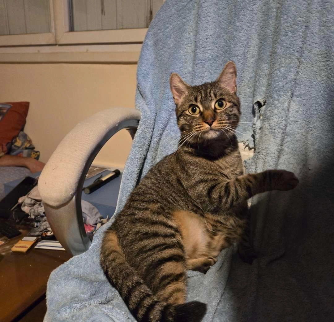 Tiplouf - 3 Rue des Papillons , Niort