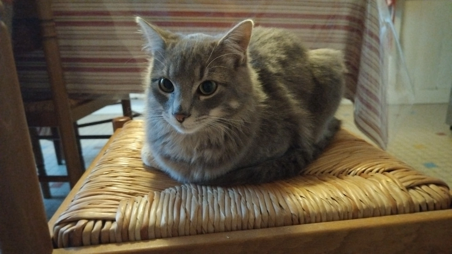 ASTON - 26 Faubourg Saint-Michel, Rabastens