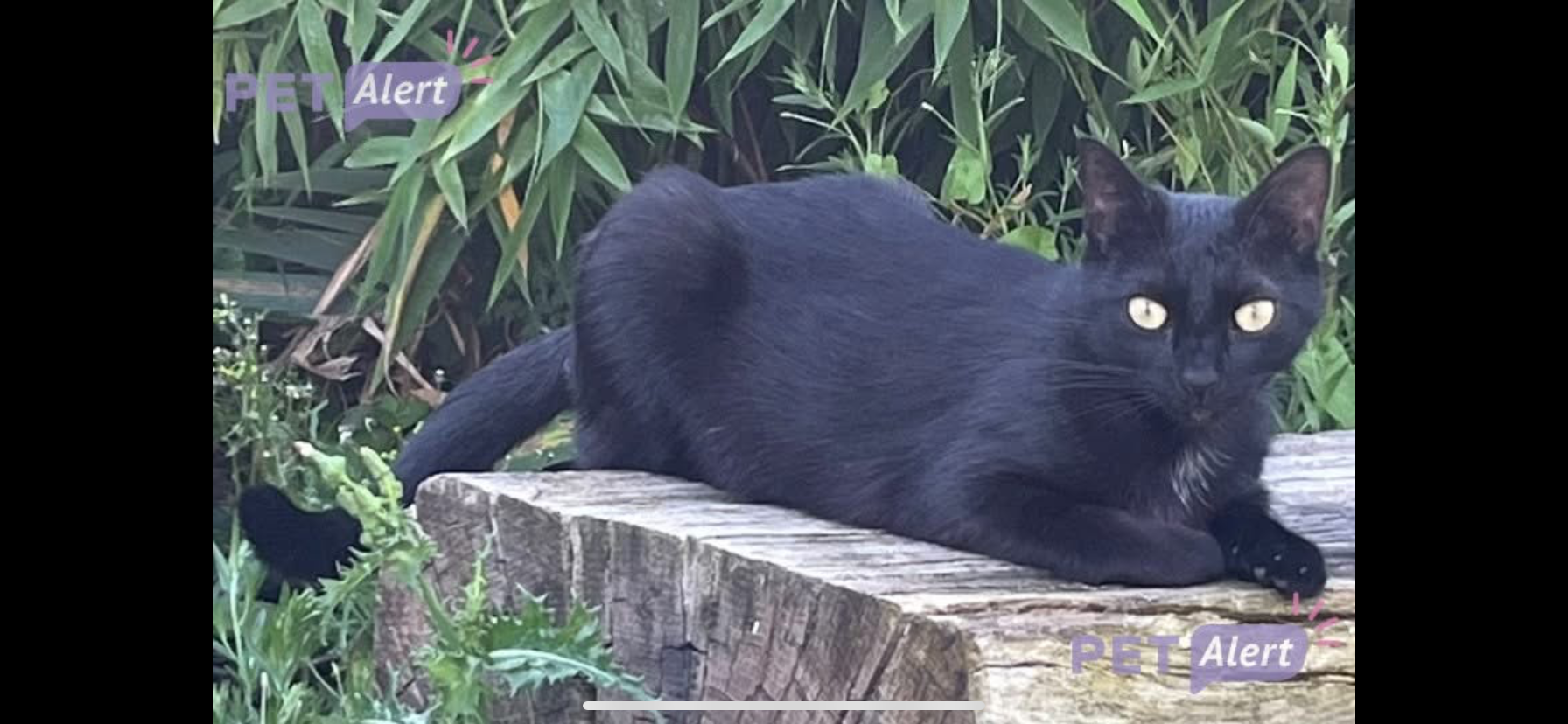 Cachou - Vouvray, Bonneval