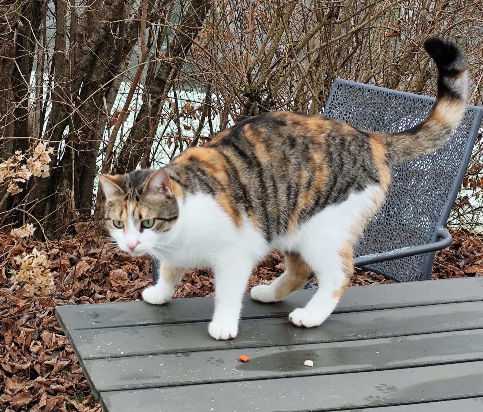 Maya - Schafkopf, Zwischenwasser