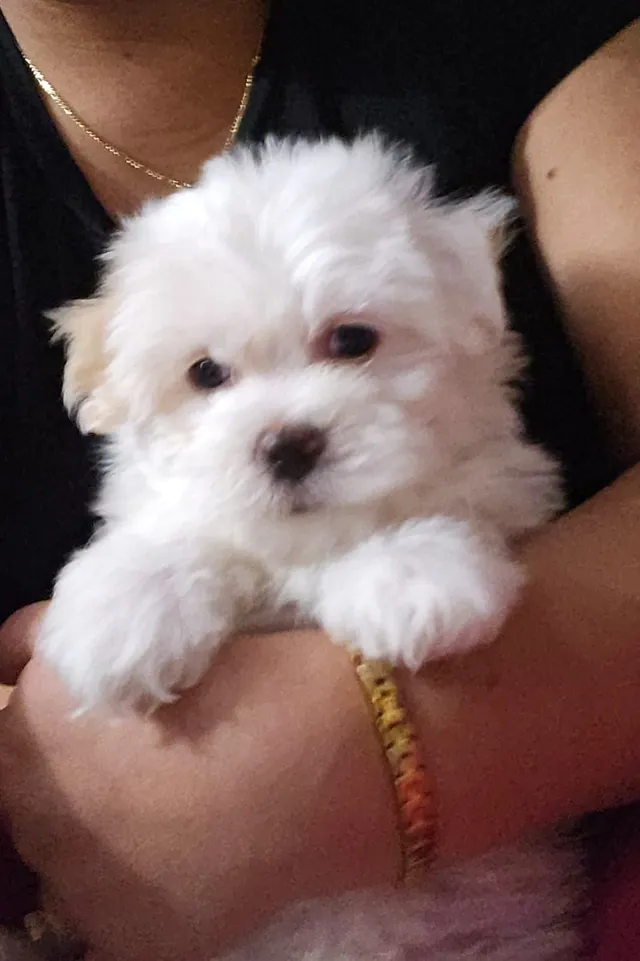 Peluche  - North Ave, Plainfield