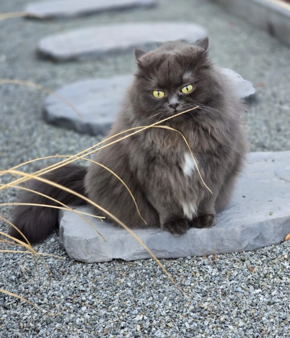 Luna - Max-Reger-Straße, Falkenstein
