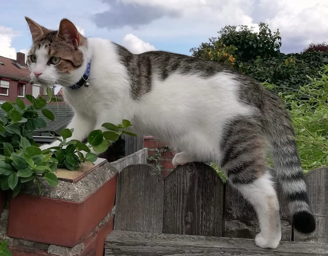 Vinnie - Lijsterstraat, Reuver